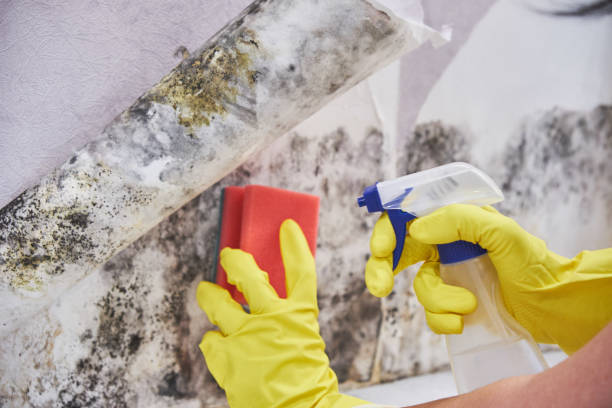 Best Comprehensive Air Testing for Mold Contaminants  in Kenosha, WI